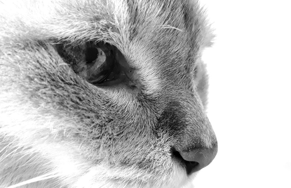 Фотография автора Дарина