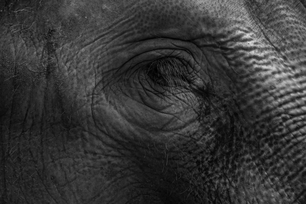 Eye of an elephant