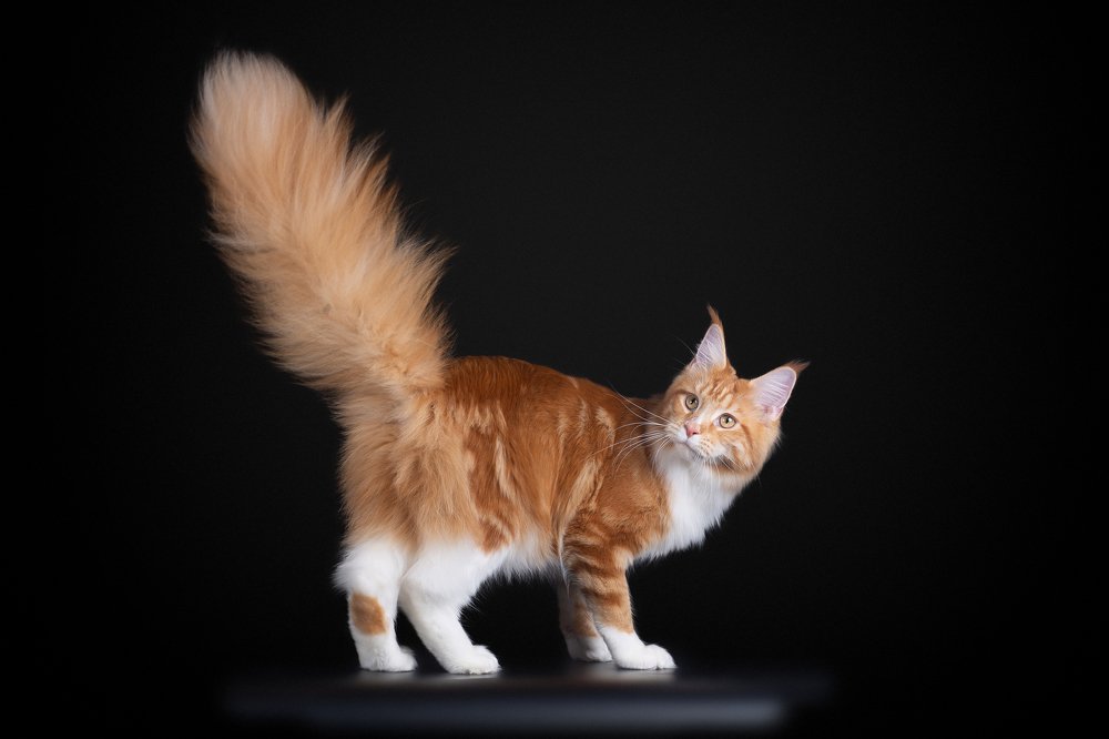 Красавица )