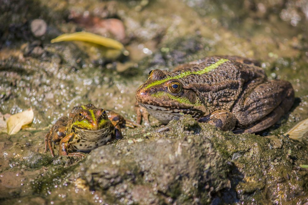 Дружная семейка