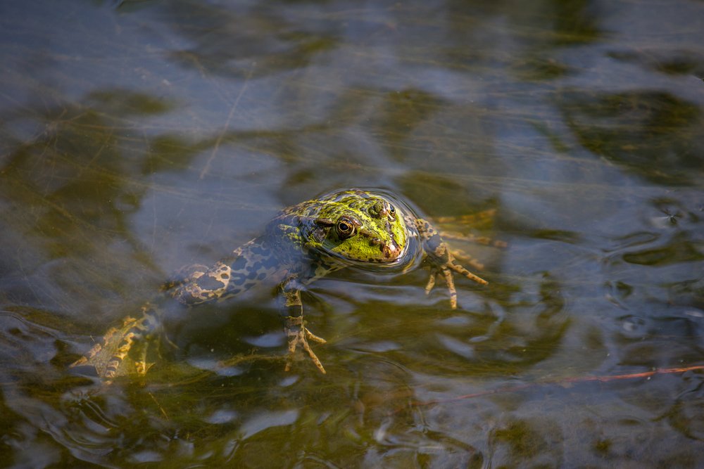 Утренняя гимнастика