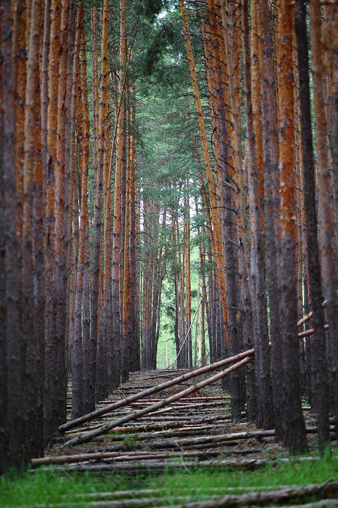 Сосновый бор