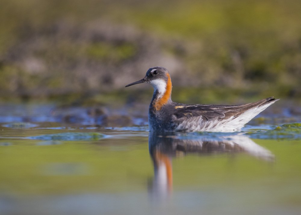 Круглоносый плавунчик
