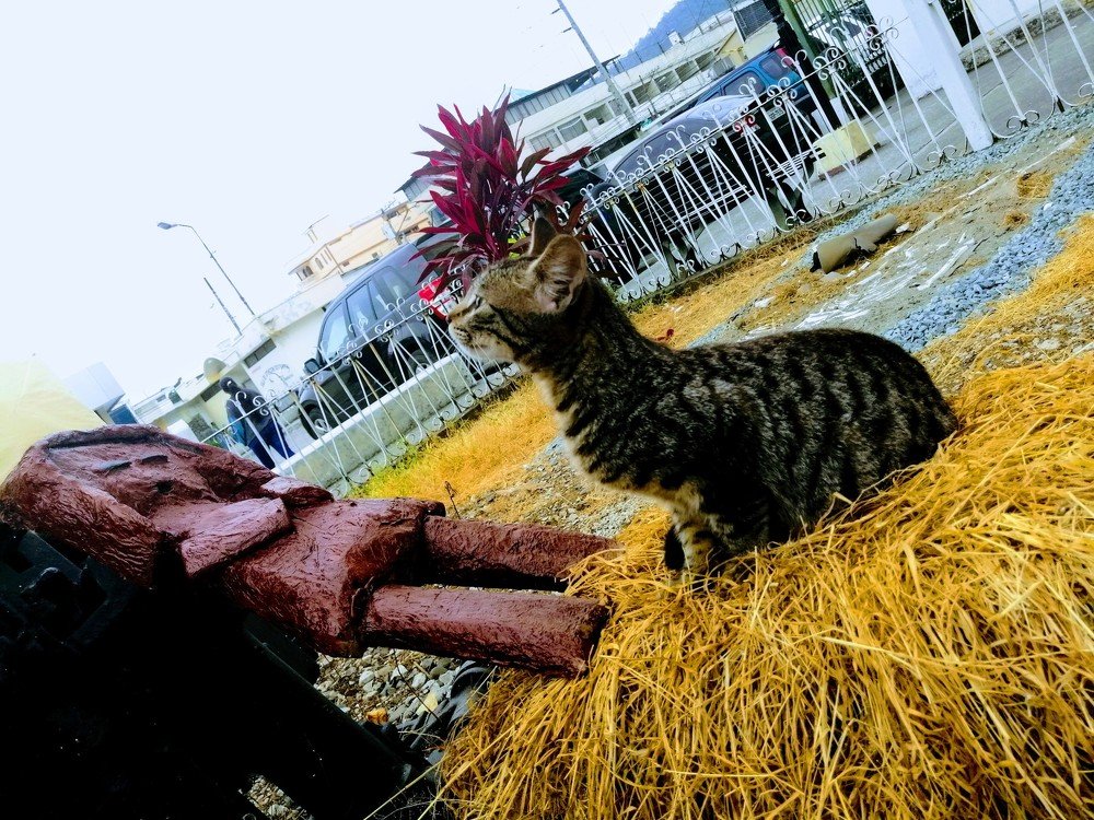 La oración felina