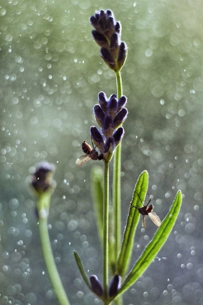 Мошки и лаванда