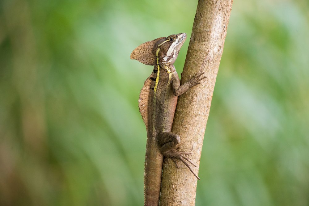 Brown basilisk