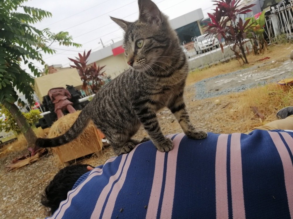 Gato campeón