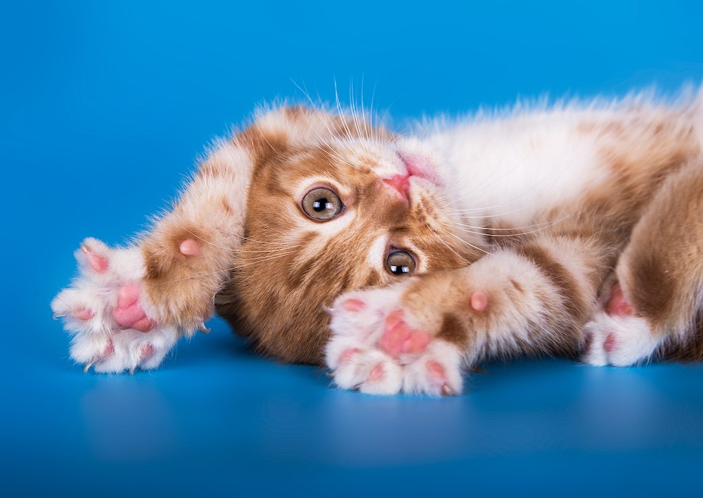 Маленький тигр