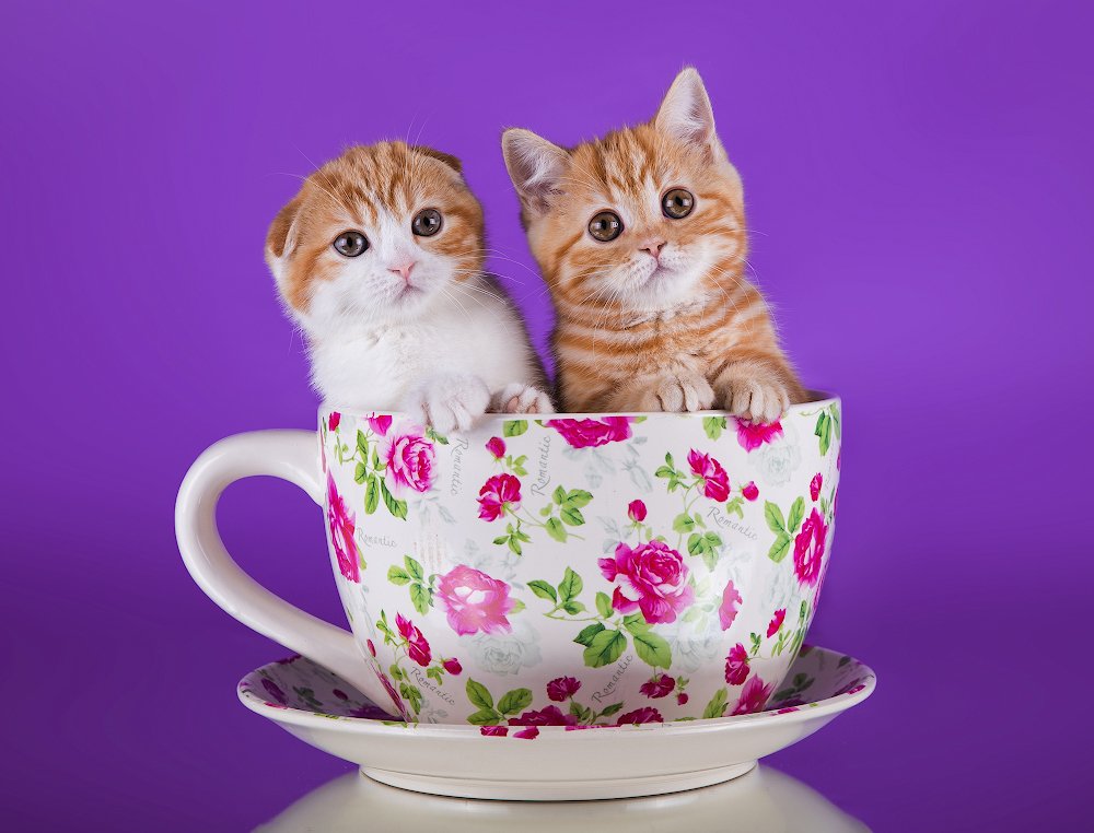 Чашечка с котиками