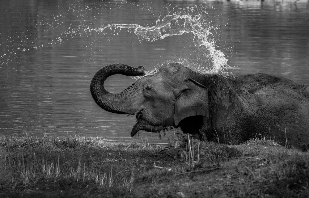 Enjoying bathing to cool