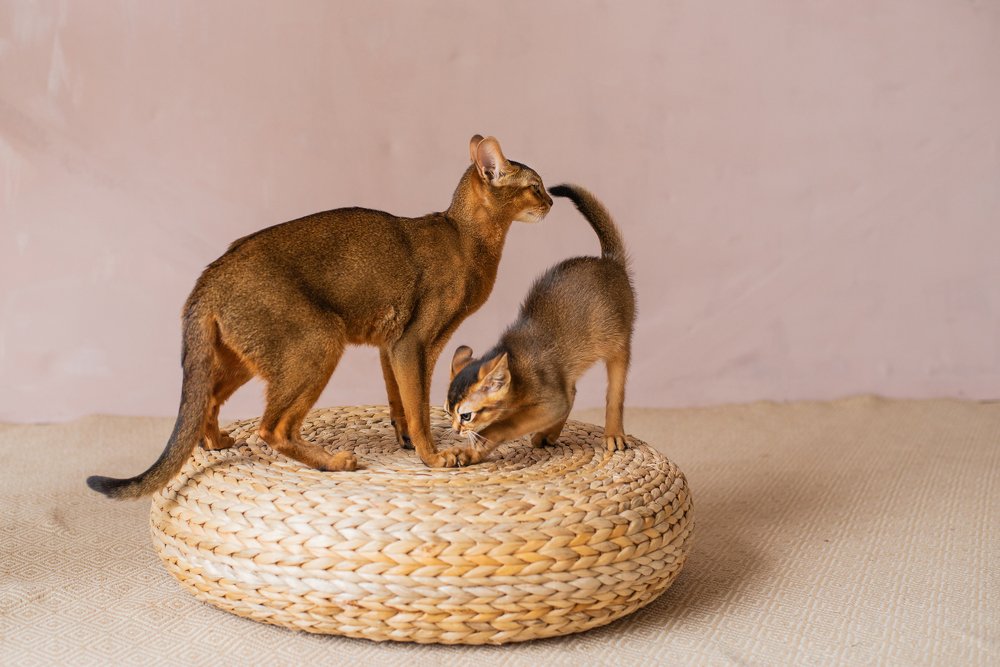 Мама и дочь