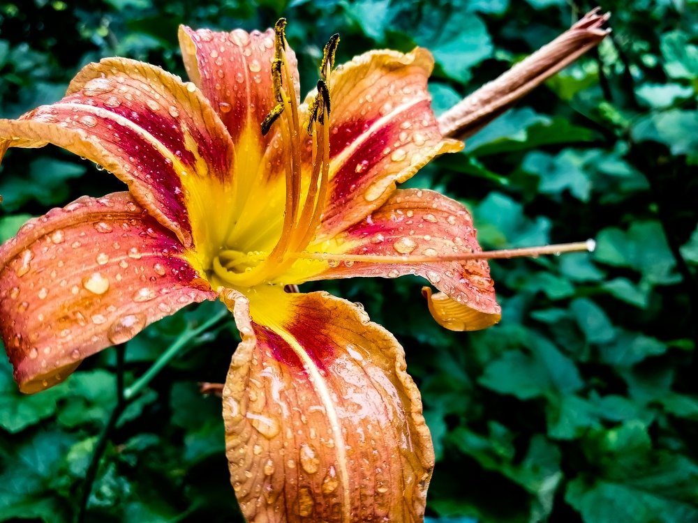 Лилия после дождя