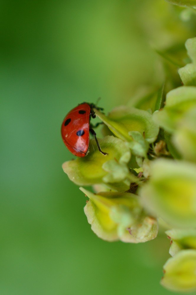 Ladybug