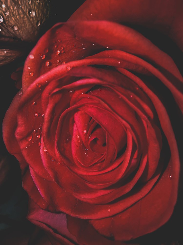 Красная роза