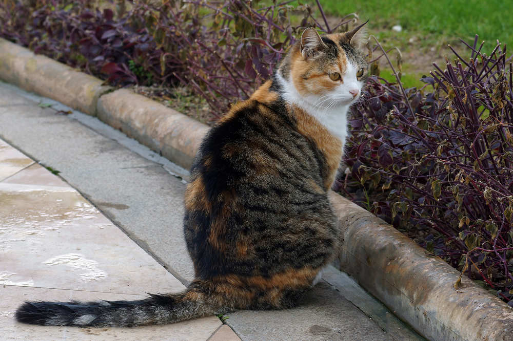 Кошка черепаховой расцветки