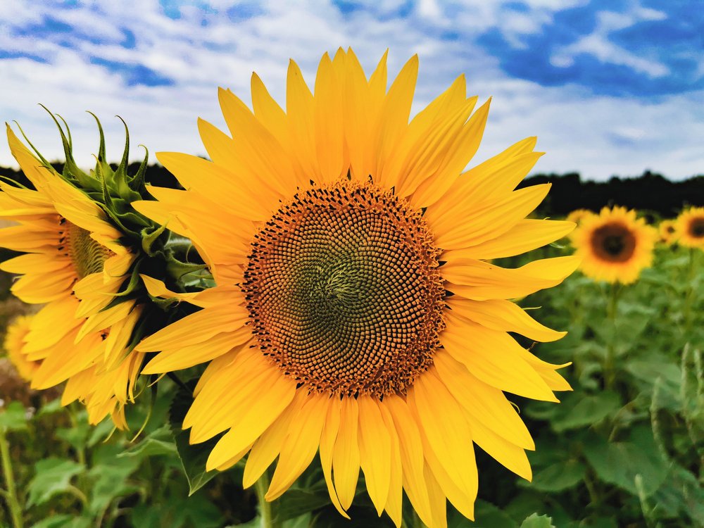 Солнечное настроение