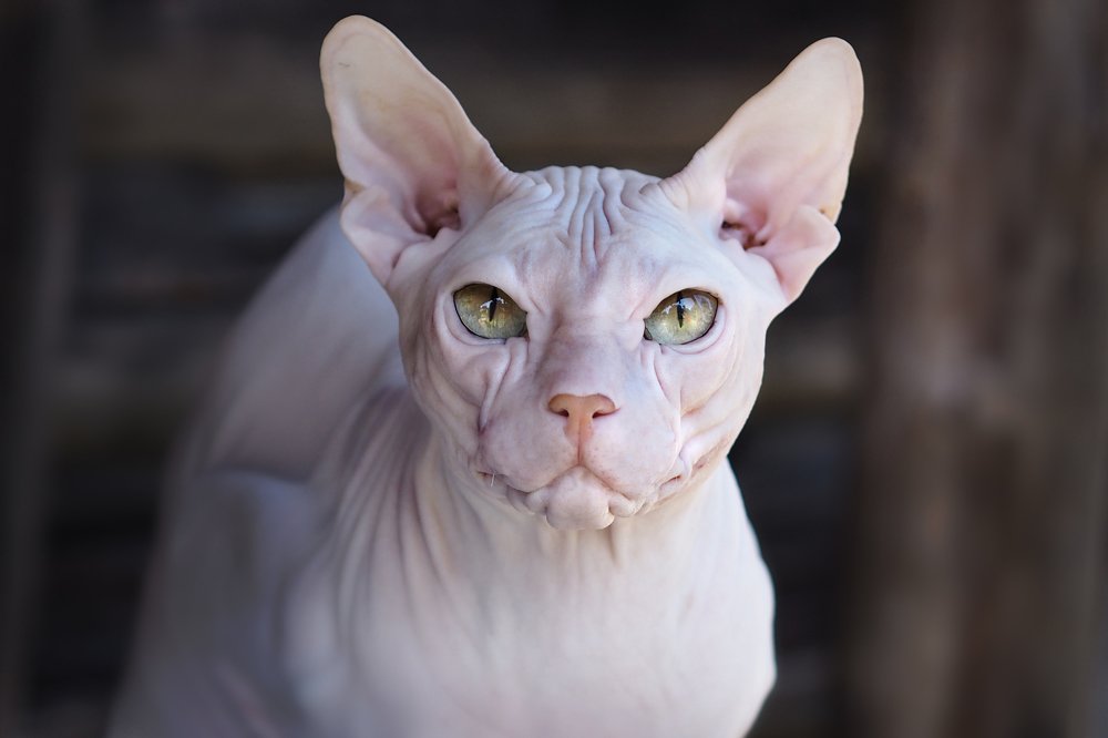 Донской сфинкс