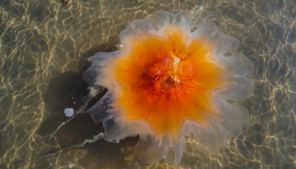 Медуза цианея