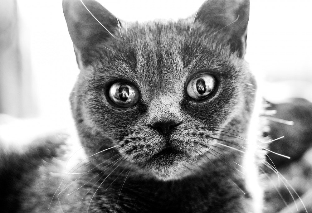 Photograph by Евгений Корниенко