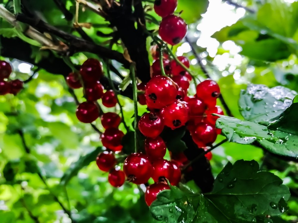 Красная смородина