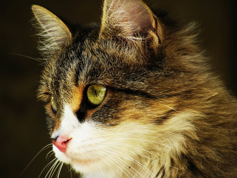 Photograph by Shahriar Dabiri