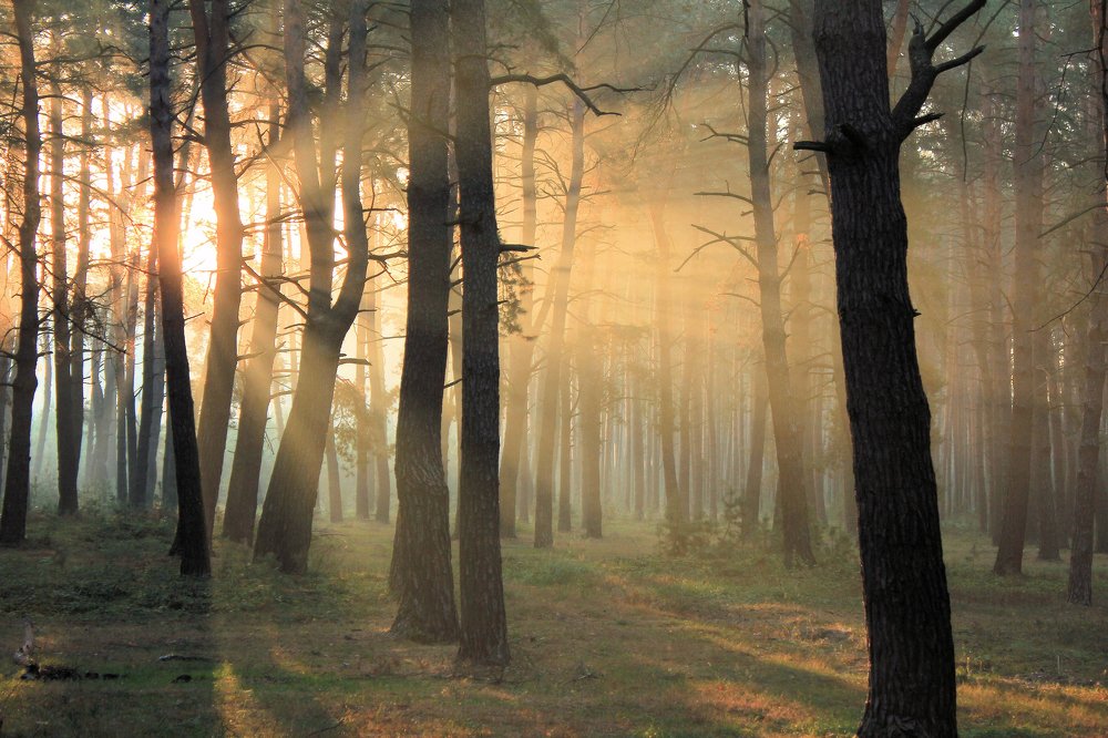 В утренних лучах