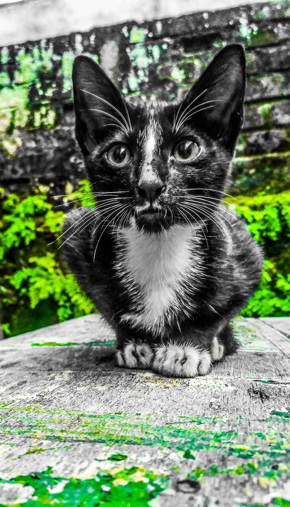 Black cat