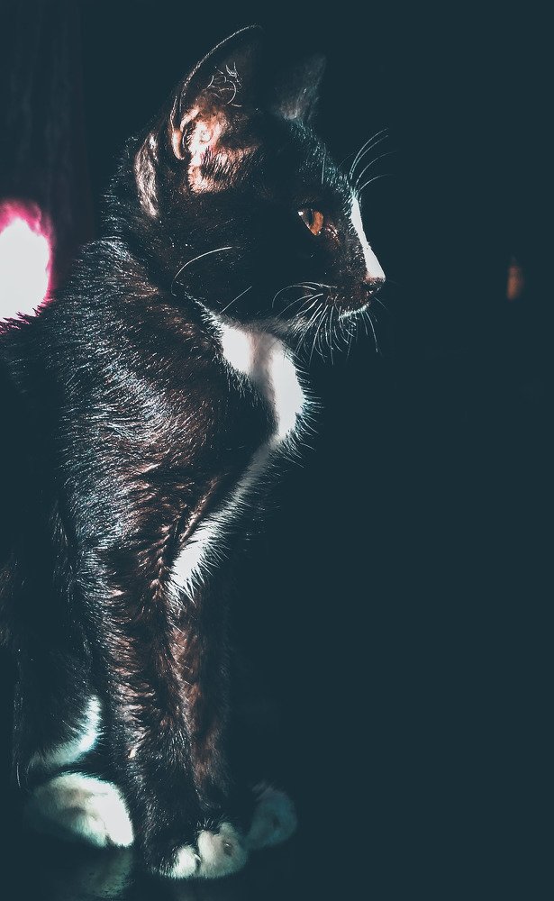 Cats are not batman