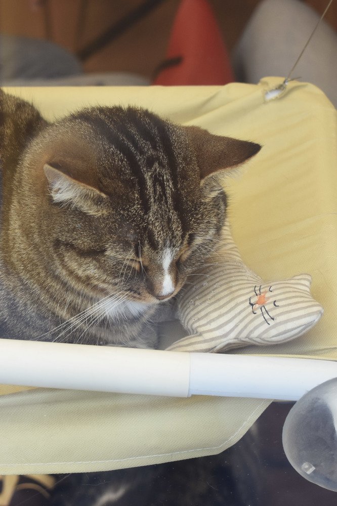 Маленький друг/Little friend.