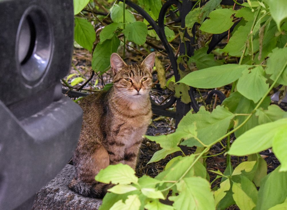 Милый хищник/Cute predator.