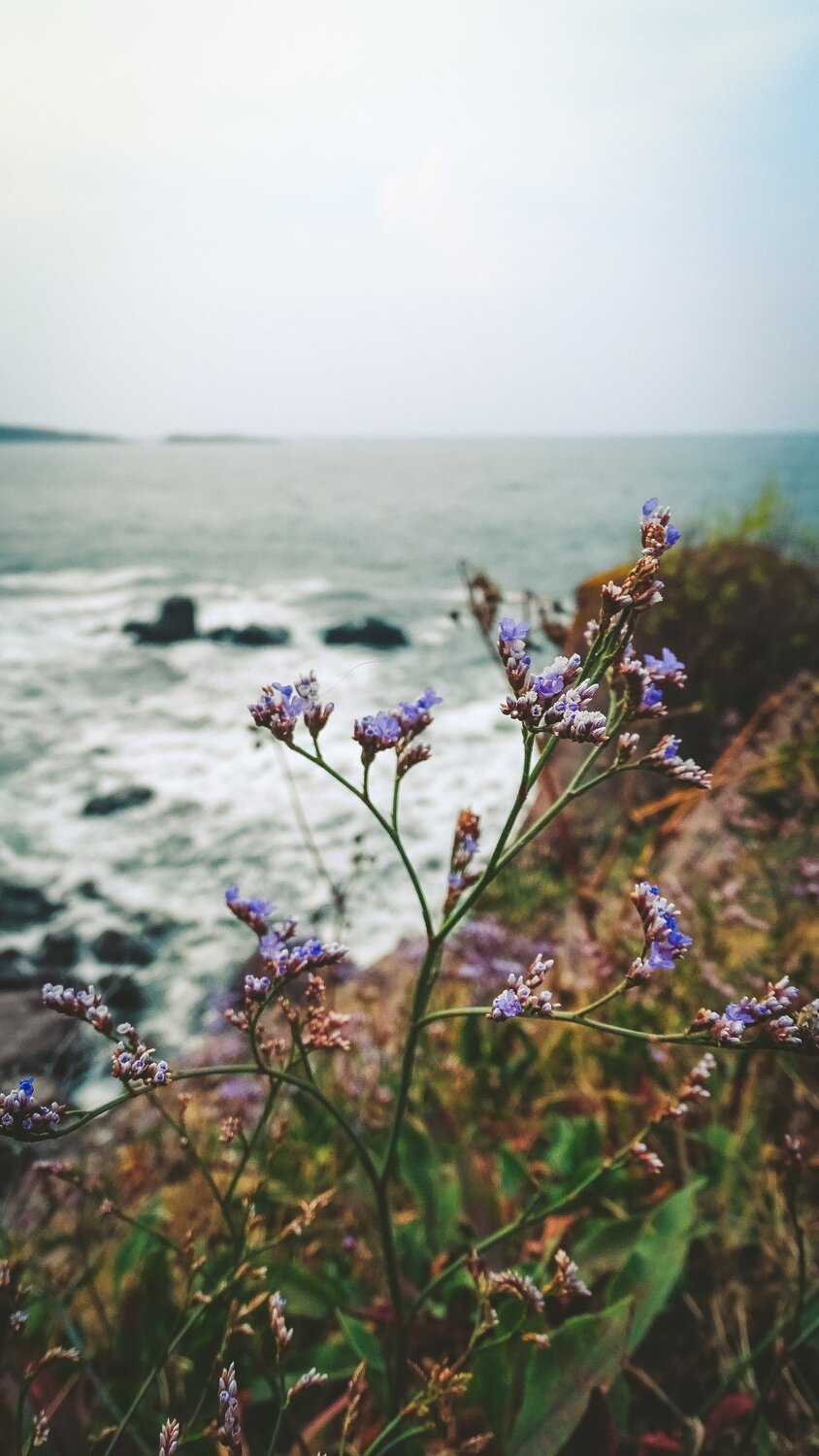 Wild flowers