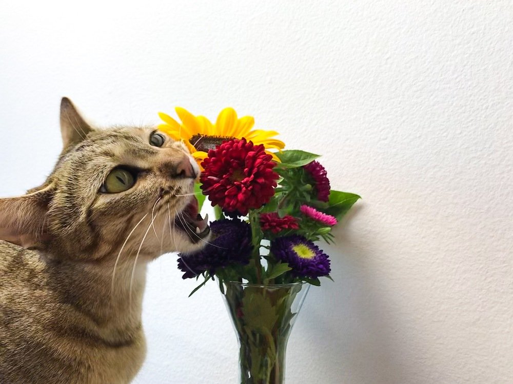 The Beauty and the Beast