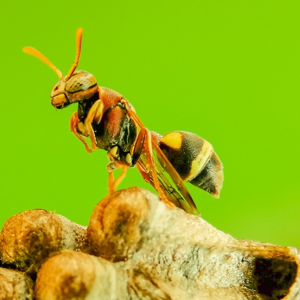 WASP