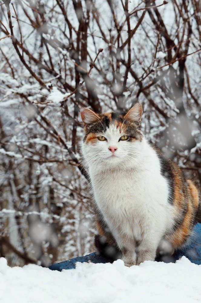 Photograph by Сандра Скоголь