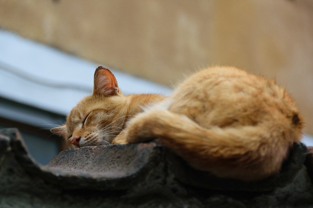 Фотография автора Андрей Симонов