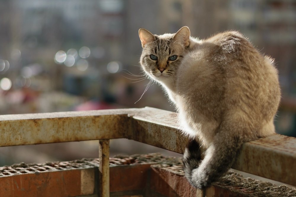 Фотография автора Андрей Симонов