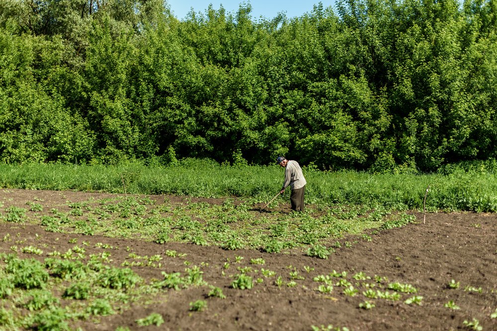 Дачные будни