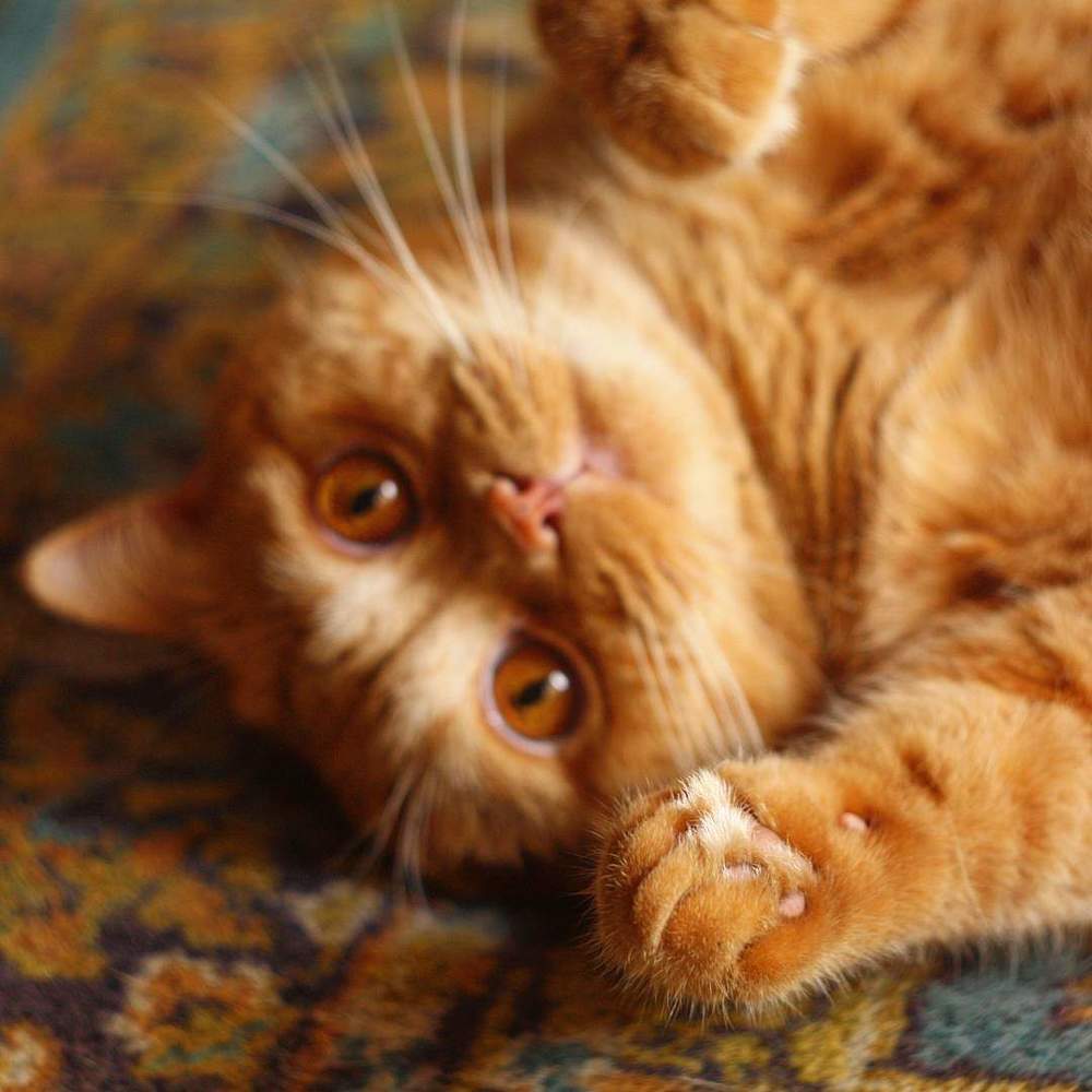 Photograph by Юлия Саморукова