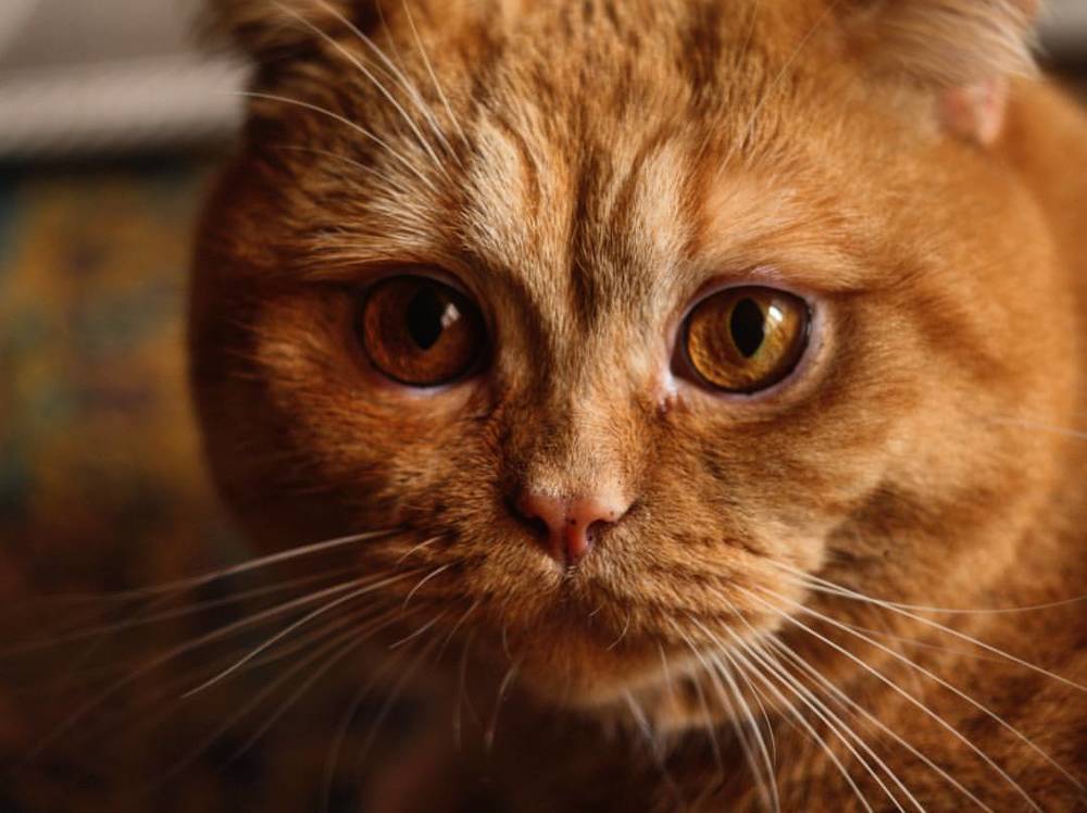 Photograph by Юлия Саморукова