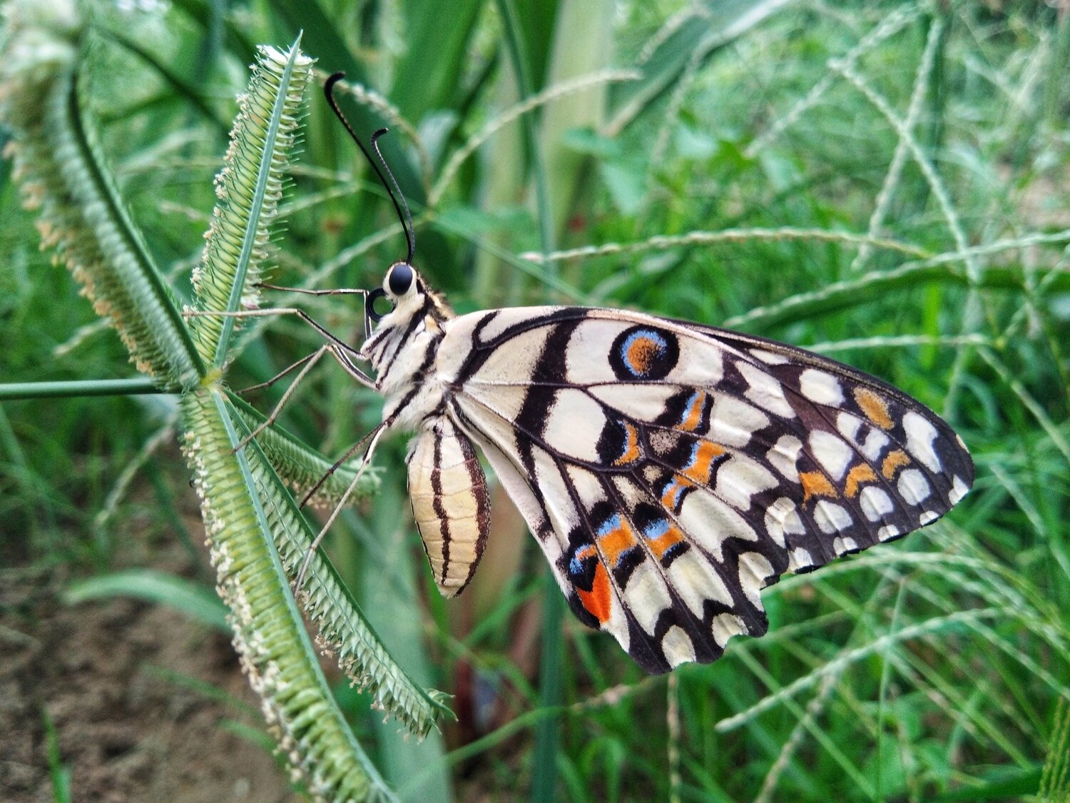 Papilio demoleus