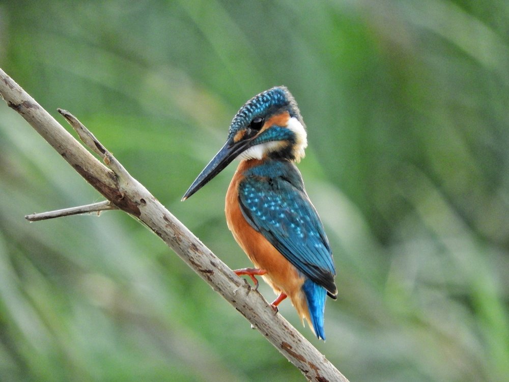 The Common Kingfisher