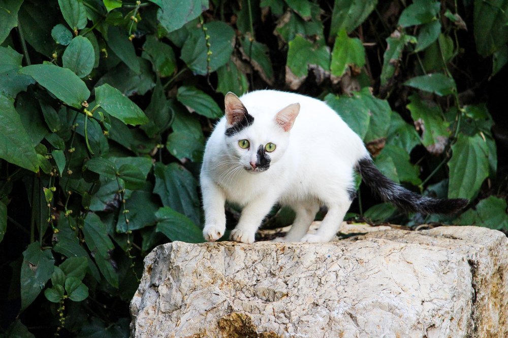 В поисках преключений