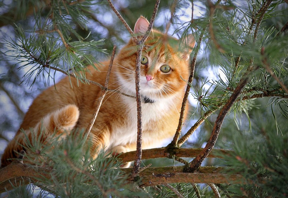 Рыжий вышел на охоту