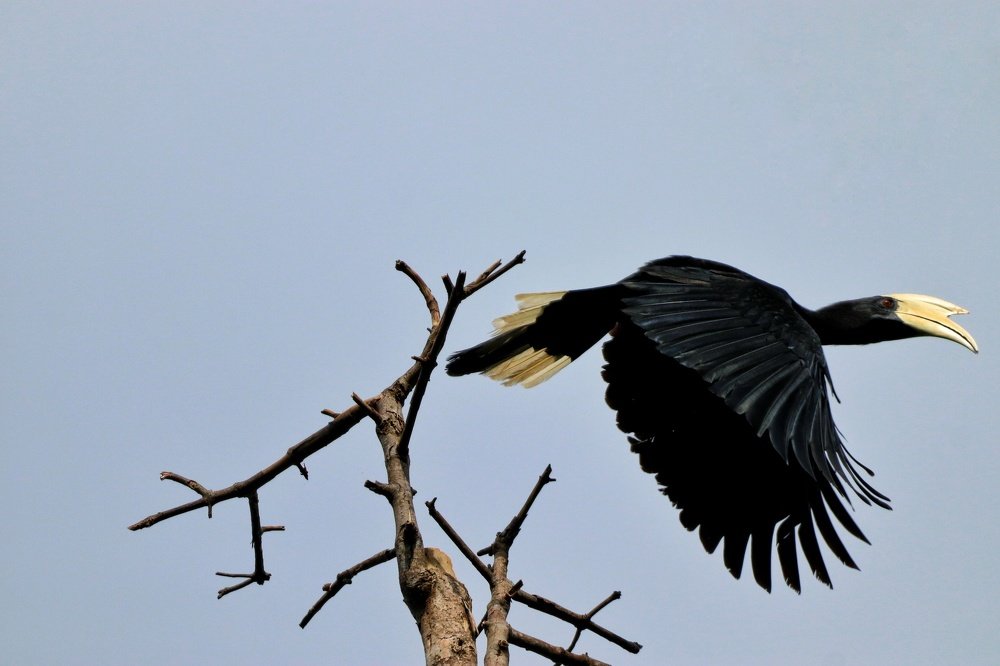 The Asian Black Hornbill