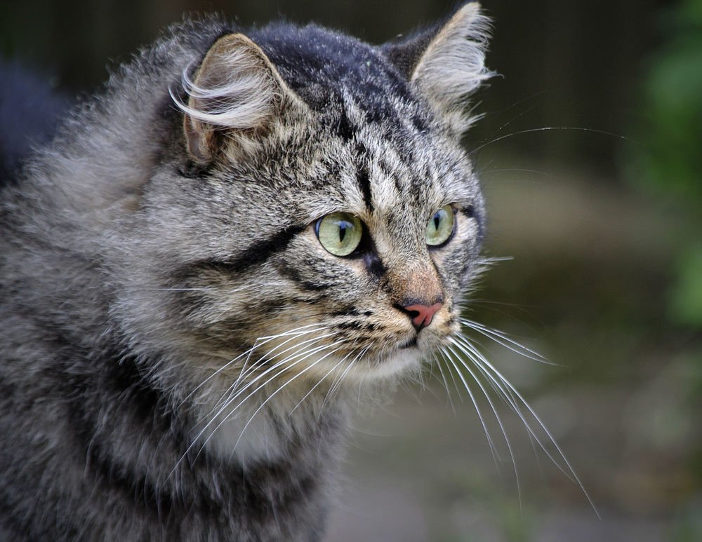 К драке готов!