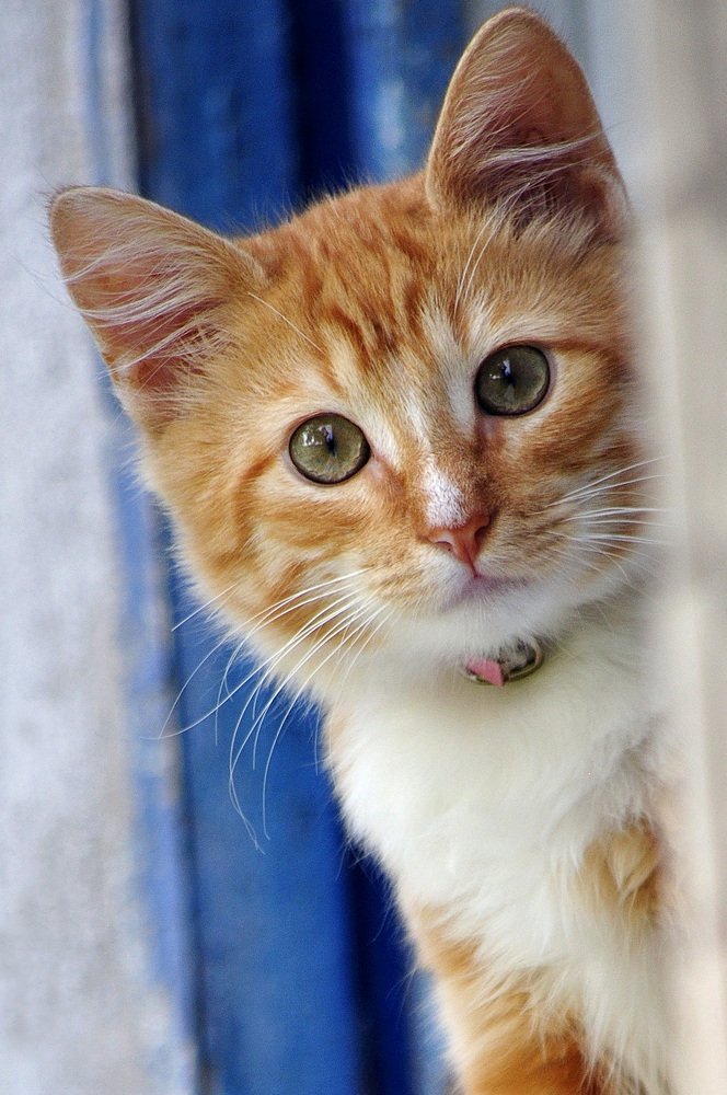 Привет! Ты кто?