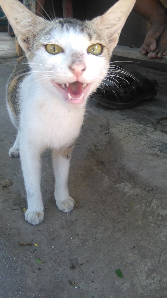 Meong