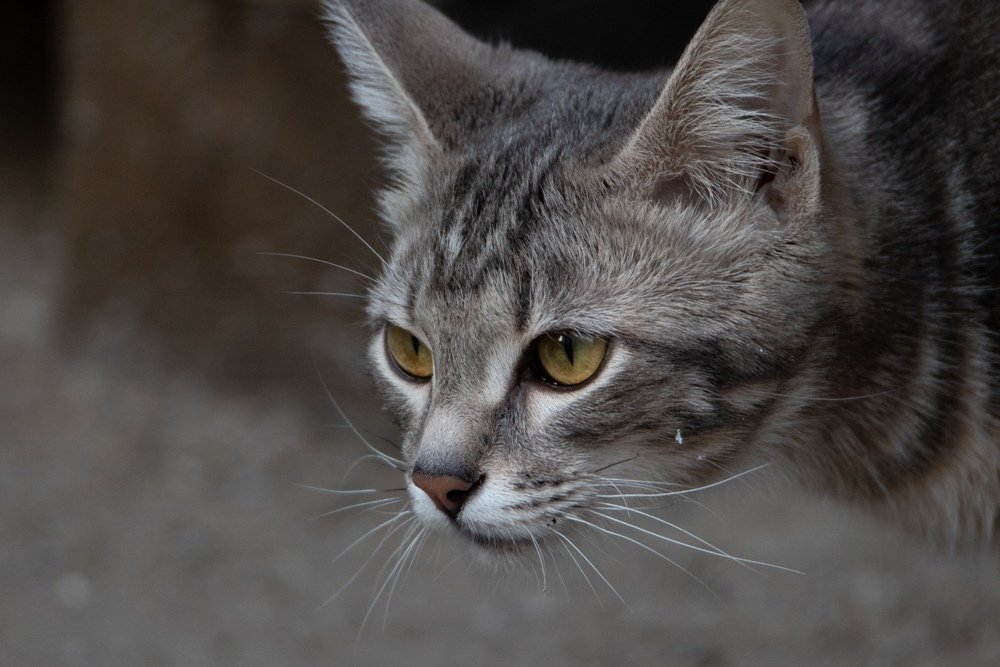 Photograph by Георгий Ковалев