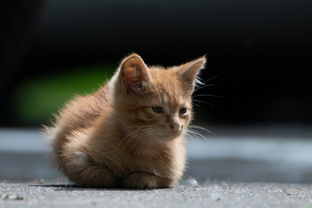 Photograph by Георгий Ковалев