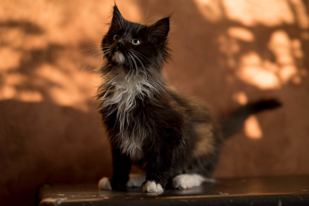 Чучело-Мяучело